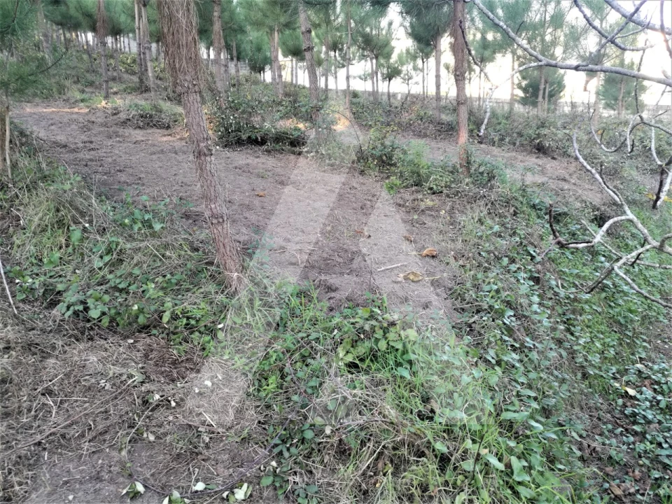Terreno para Venda em Leiria, Pousos, Barreira e Cortes Foto 13