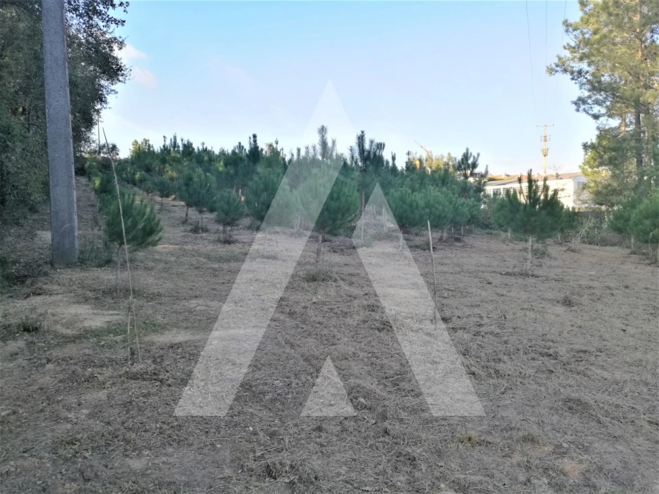 Terreno para Venda em Leiria, Pousos, Barreira e Cortes Foto 15