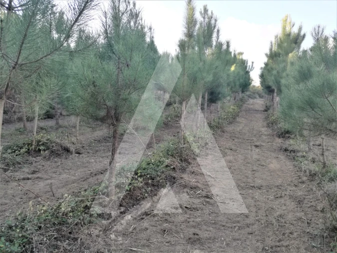 Terreno para Venda em Leiria, Pousos, Barreira e Cortes Foto 12