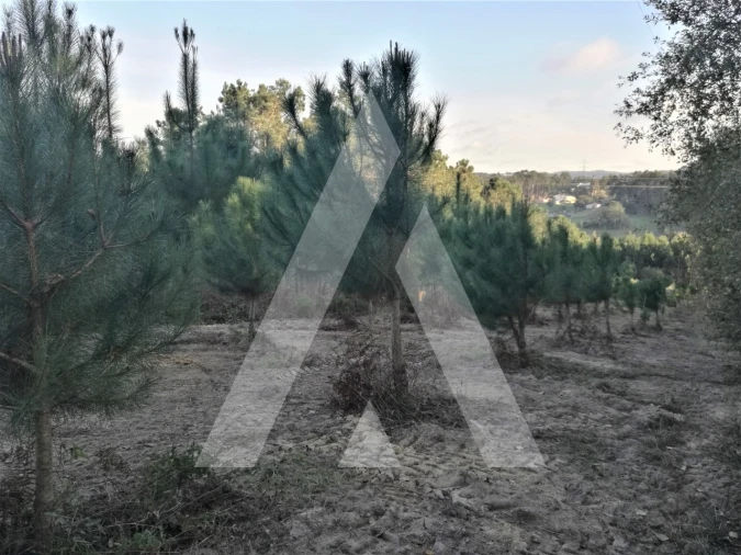 Terreno para Venda em Leiria, Pousos, Barreira e Cortes Foto 18