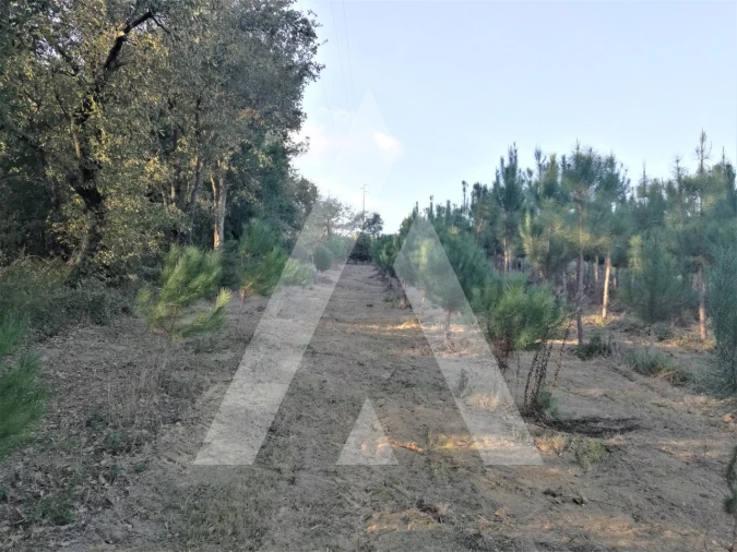 Terreno para Venda em Leiria, Pousos, Barreira e Cortes Foto 19