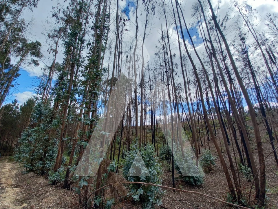 Terreno para Venda em Espite Foto 2