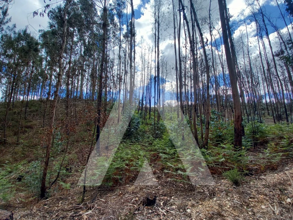 Terreno para Venda em Espite Foto 8