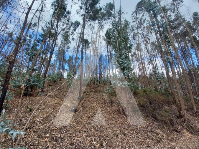 Terreno para Venda em Espite Foto 4