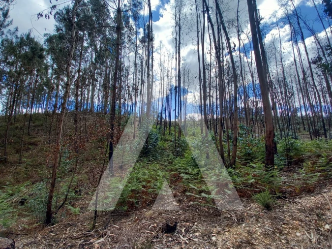 Terreno para Venda em Espite Foto 8