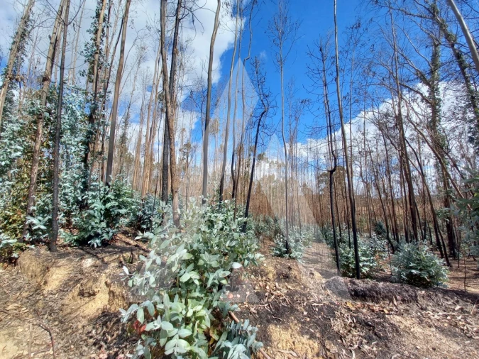 Terreno para Venda em Espite Foto 15