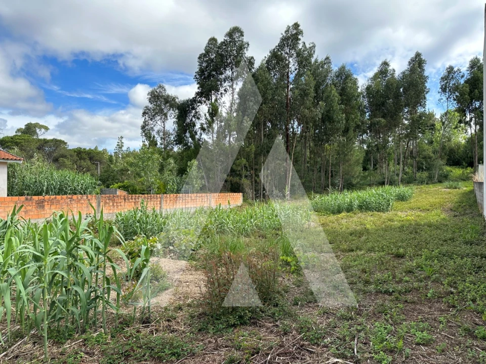 Terreno para Venda em Bustos, Troviscal e Mamarrosa Foto 3