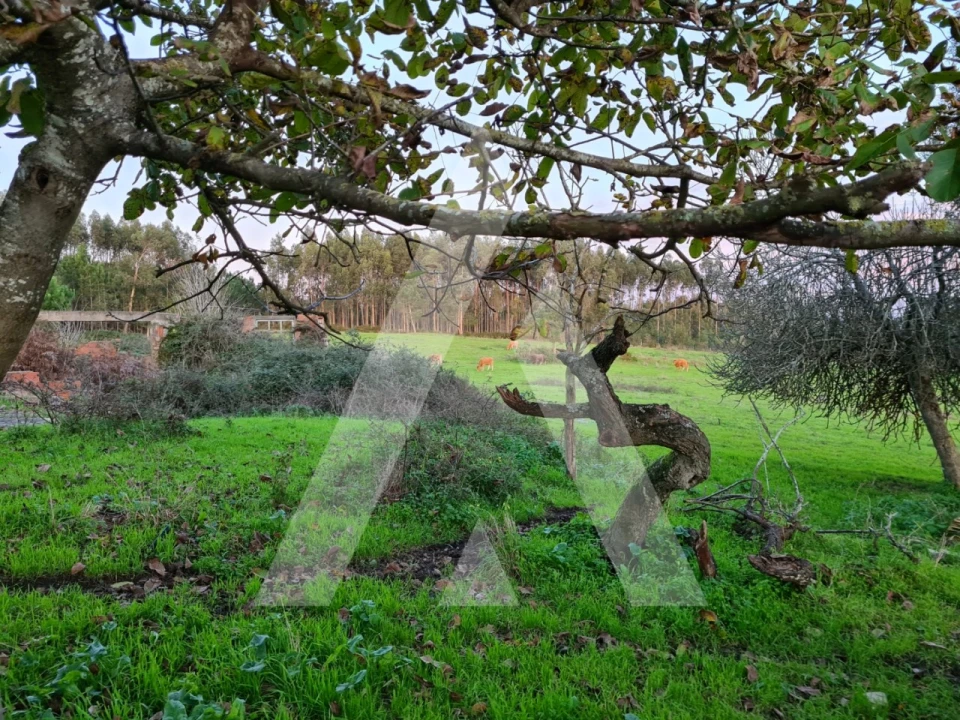 Quinta T5 para Venda em Souto da Carpalhosa e Ortigosa Foto 25