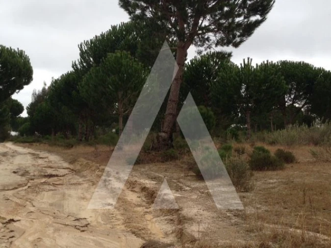 Terreno para Venda em Pegões Foto 2