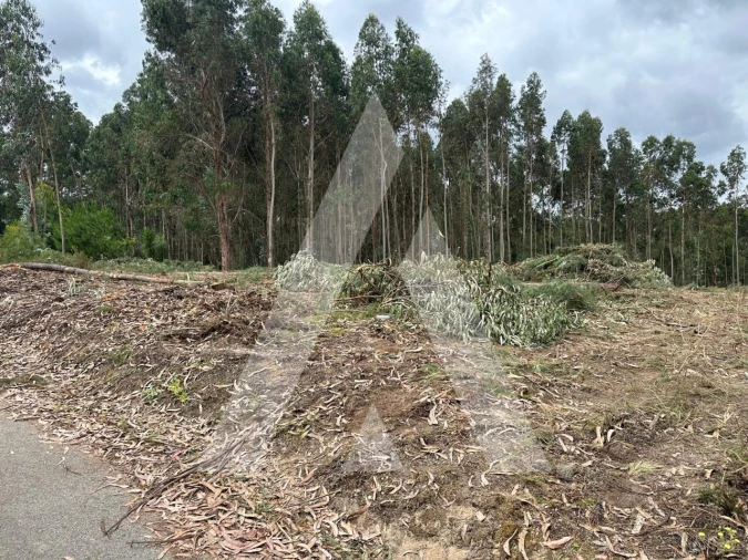 Terreno para Venda em Oliveira do Bairro Foto 3