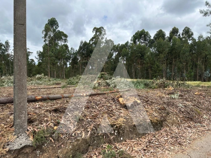 Terreno para Venda em Oliveira do Bairro Foto 10