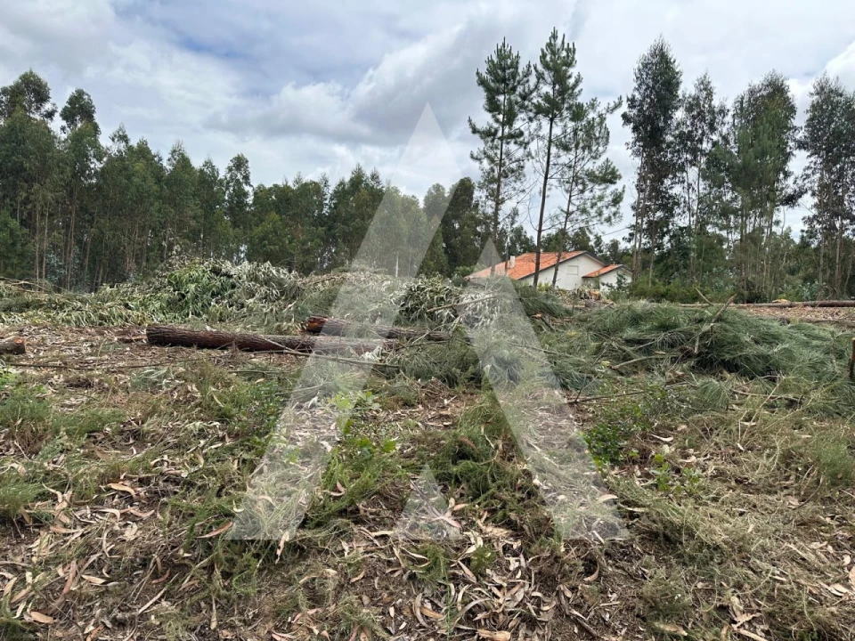 Terreno para Venda em Oliveira do Bairro Foto 6