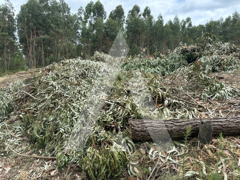 Terreno para Venda em Oliveira do Bairro Foto 8