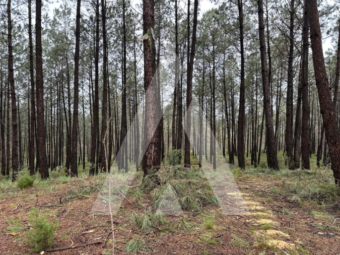 Terreno para Venda em Marrazes e Barosa Foto 4