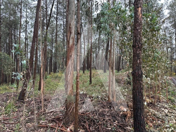 Terreno para Venda em Marrazes e Barosa Foto 6