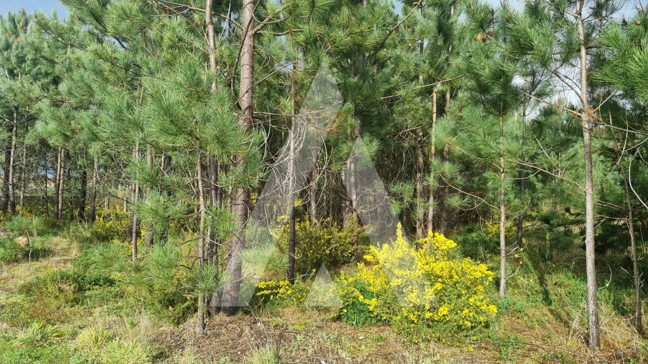 Terreno para Venda em Marinha Grande Foto 8