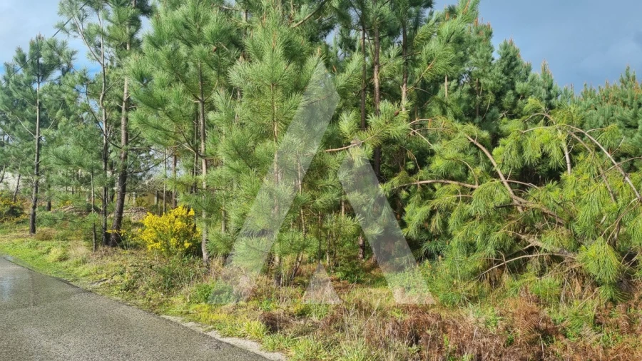 Terreno para Venda em Marinha Grande Foto 7
