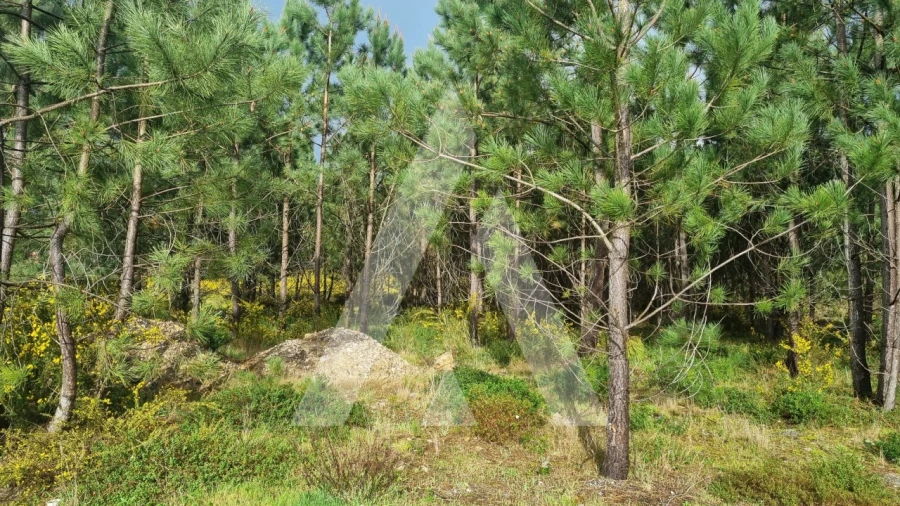 Terreno para Venda em Marinha Grande Foto 11