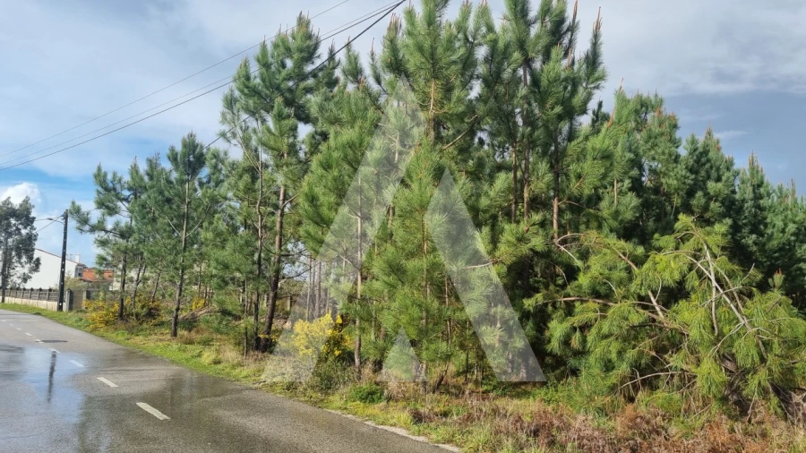 Terreno para Venda em Marinha Grande Foto 35