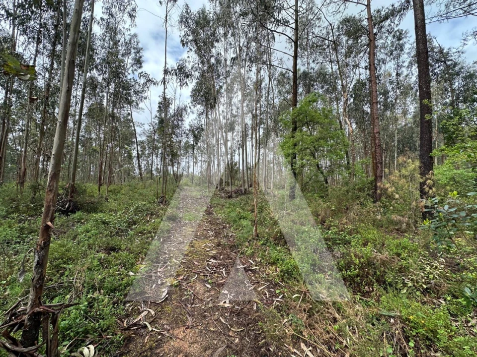 Terreno para Venda em Marrazes e Barosa Foto 1
