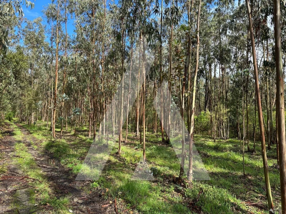 Terreno para Venda em Marrazes e Barosa Foto 2