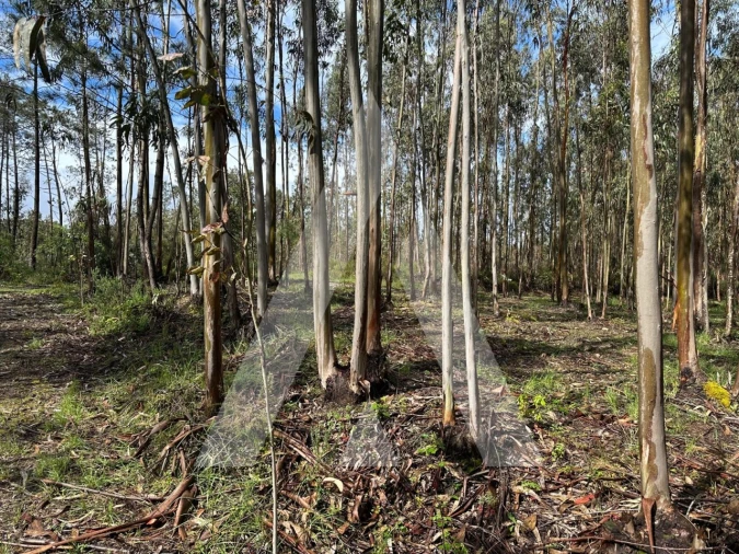 Terreno para Venda em Marrazes e Barosa Foto 5