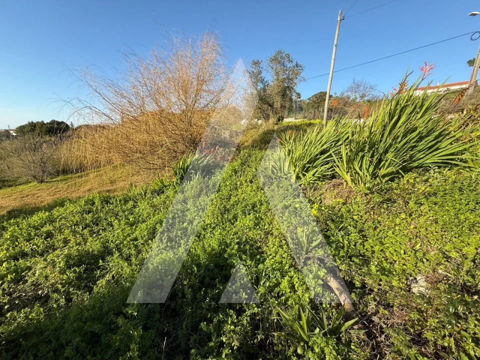 Terreno para Venda em Aljubarrota Foto 2