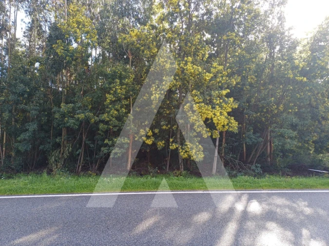 Terreno para Venda em Santa Comba Dão e Couto do Mosteiro Foto 2