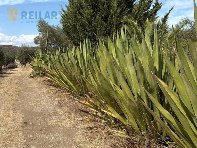 Terreno Agricola ou Rústico para Venda em Monsaraz Foto 25
