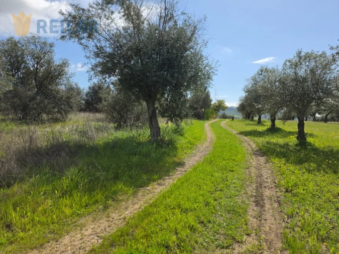 Terreno Agricola ou Rústico para Venda em Monsaraz Foto 16
