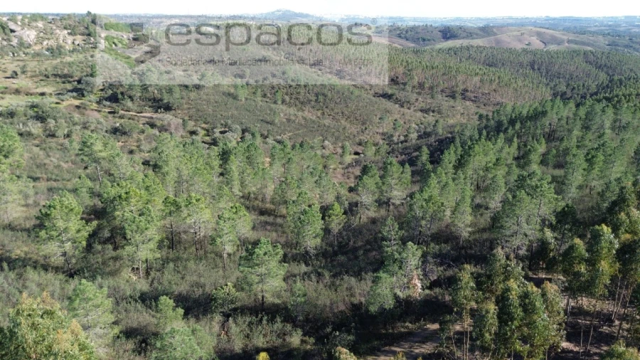 Terreno Agricola ou Rústico para Venda em Salgueiro do Campo Foto 3