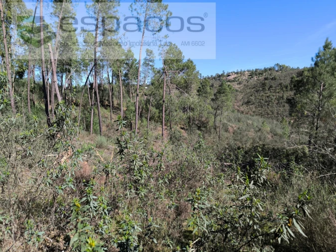 Terreno Agricola ou Rústico para Venda em Salgueiro do Campo Foto 7