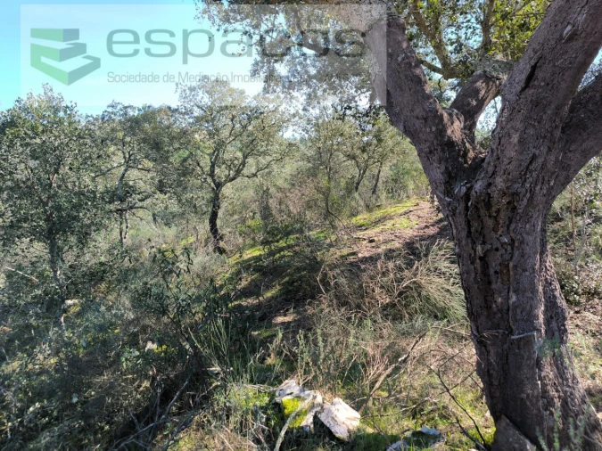 Terreno Agricola ou Rústico para Venda em Salgueiro do Campo Foto 12