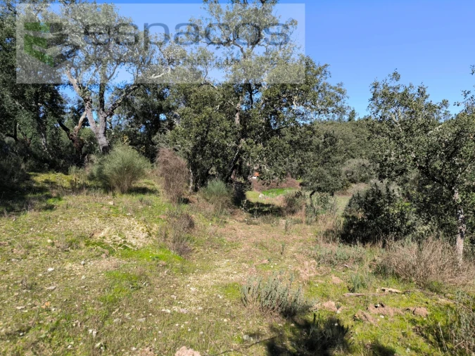 Terreno Agricola ou Rústico para Venda em Salgueiro do Campo Foto 5