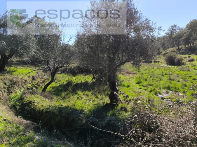 Terreno Agricola ou Rústico para Venda em Salgueiro do Campo Foto 13