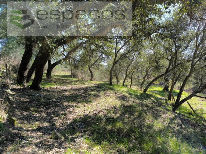 Terreno Agricola ou Rústico para Venda em Salgueiro do Campo Foto 14
