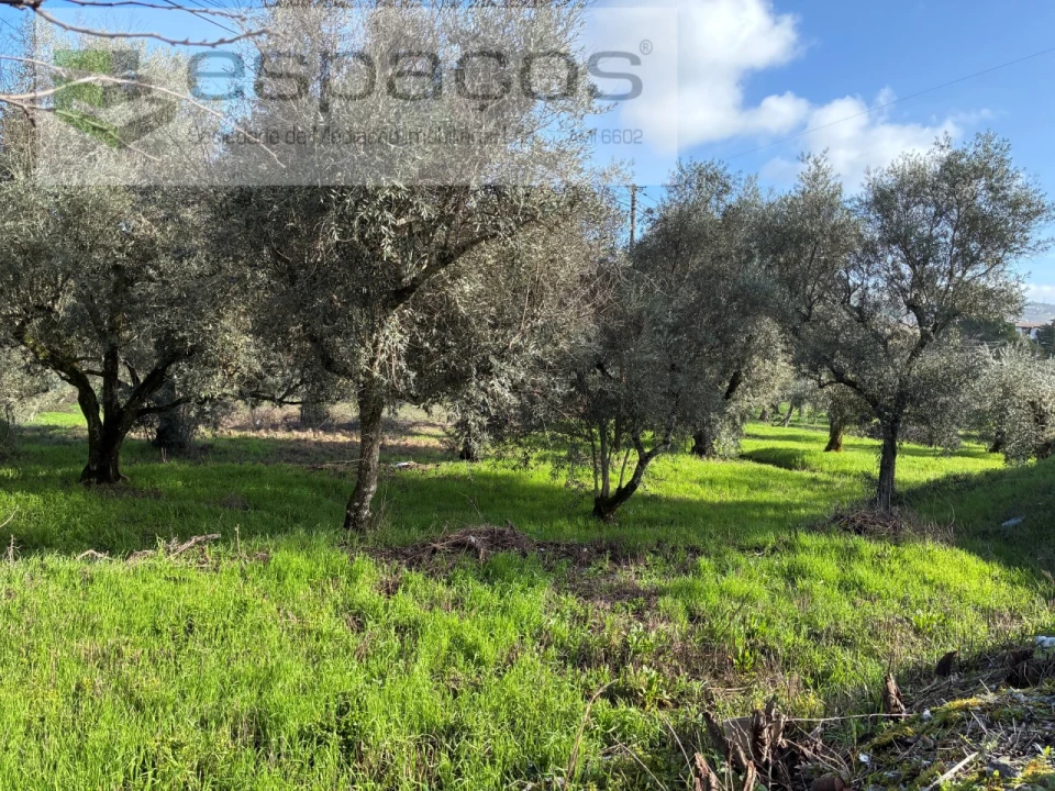 Terreno para Venda em Alcaria Foto 5