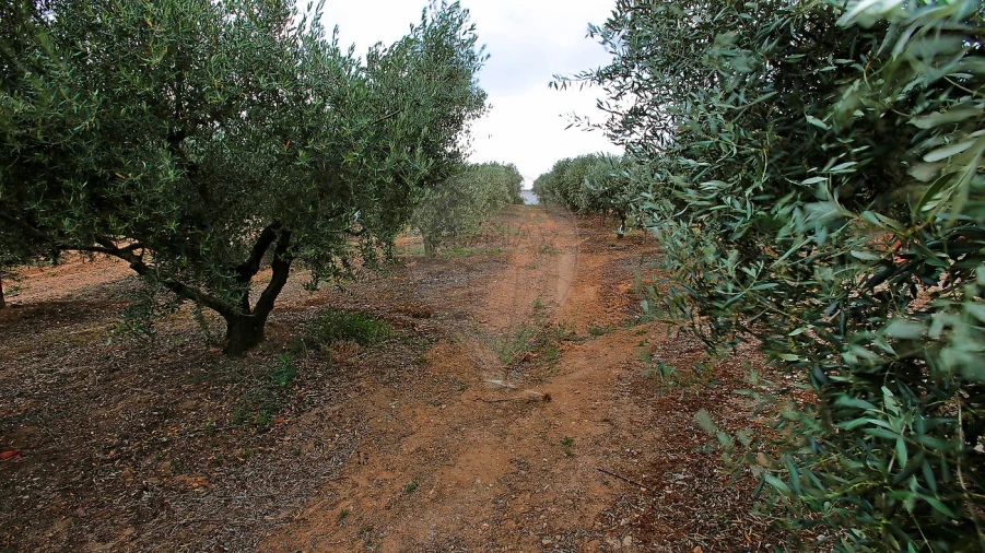 Quinta T8 para Venda em Azoia de Cima e Tremês Foto 24