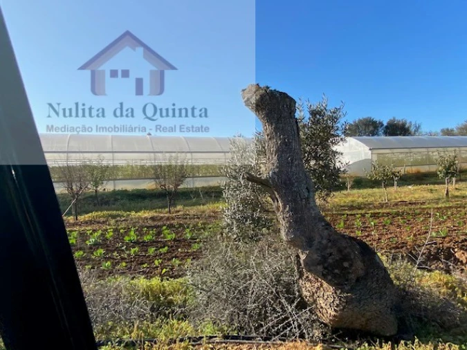 Negócio para Venda em Guia Foto 30