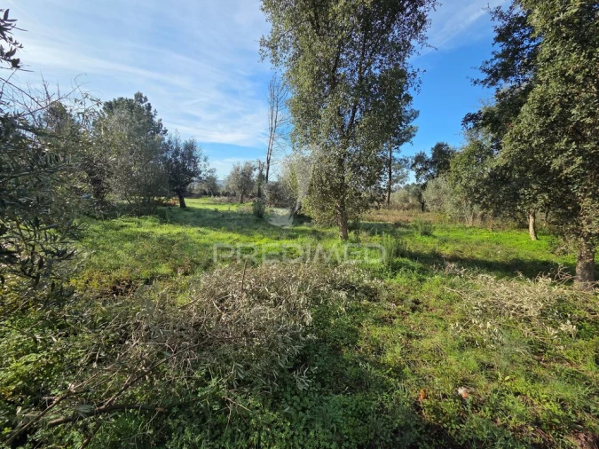Terreno para Venda em Praia do Ribatejo Foto 8