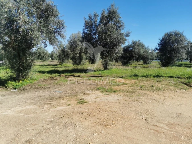 Terreno para Venda em Vila Nova da Barquinha Foto 3