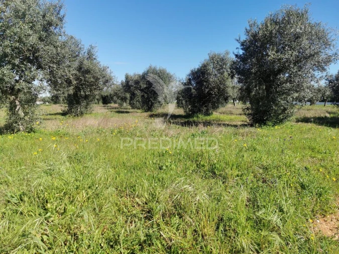 Terreno para Venda em Vila Nova da Barquinha Foto 4