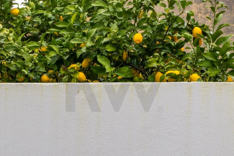 Apartamento T1 para Venda em Algés, Linda-A-Velha e Cruz Quebrada-Dafundo Foto 31