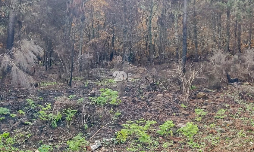 Terreno para Venda em Távora e Pereiro Foto 9