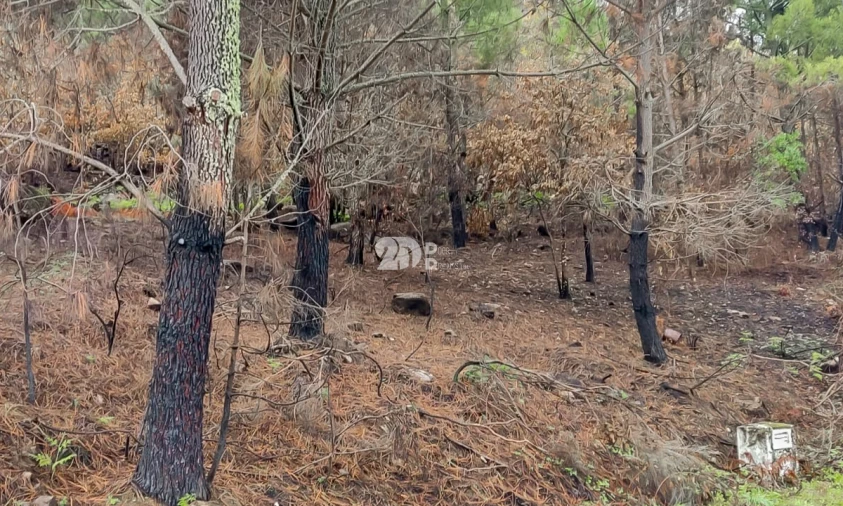 Terreno para Venda em Távora e Pereiro Foto 8