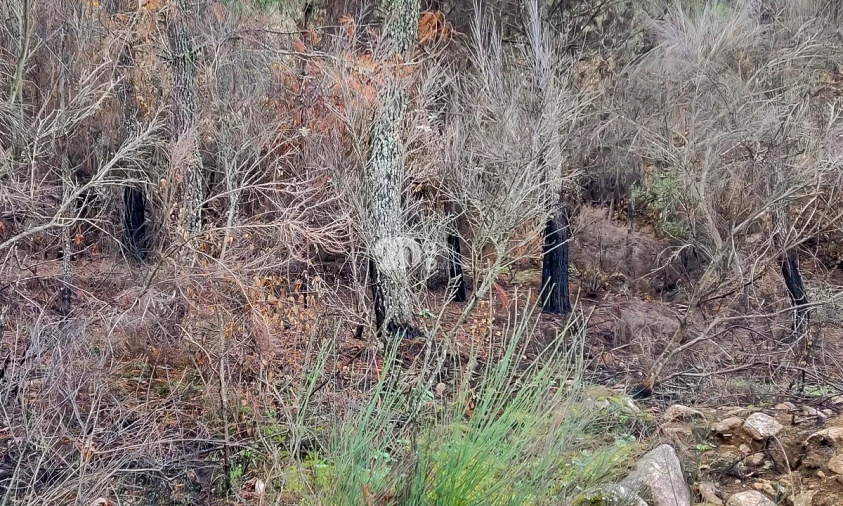Terreno para Venda em Távora e Pereiro Foto 2