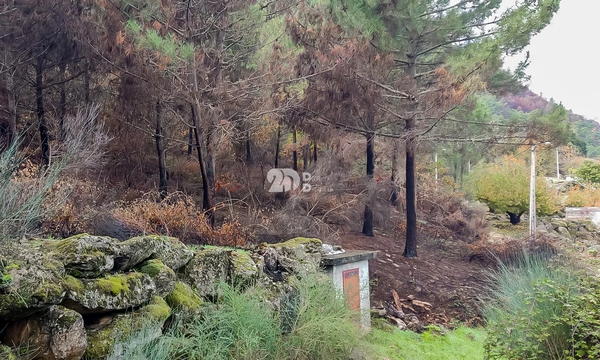 Terreno para Venda em Távora e Pereiro Foto 3