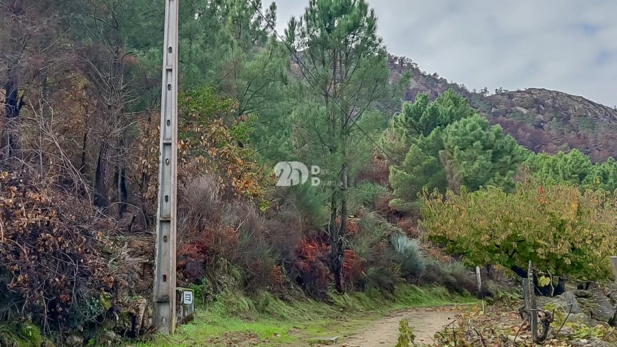 Terreno para Venda em Távora e Pereiro