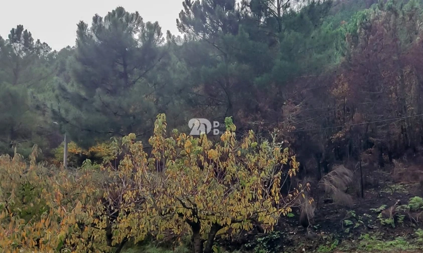 Terreno para Venda em Távora e Pereiro Foto 11