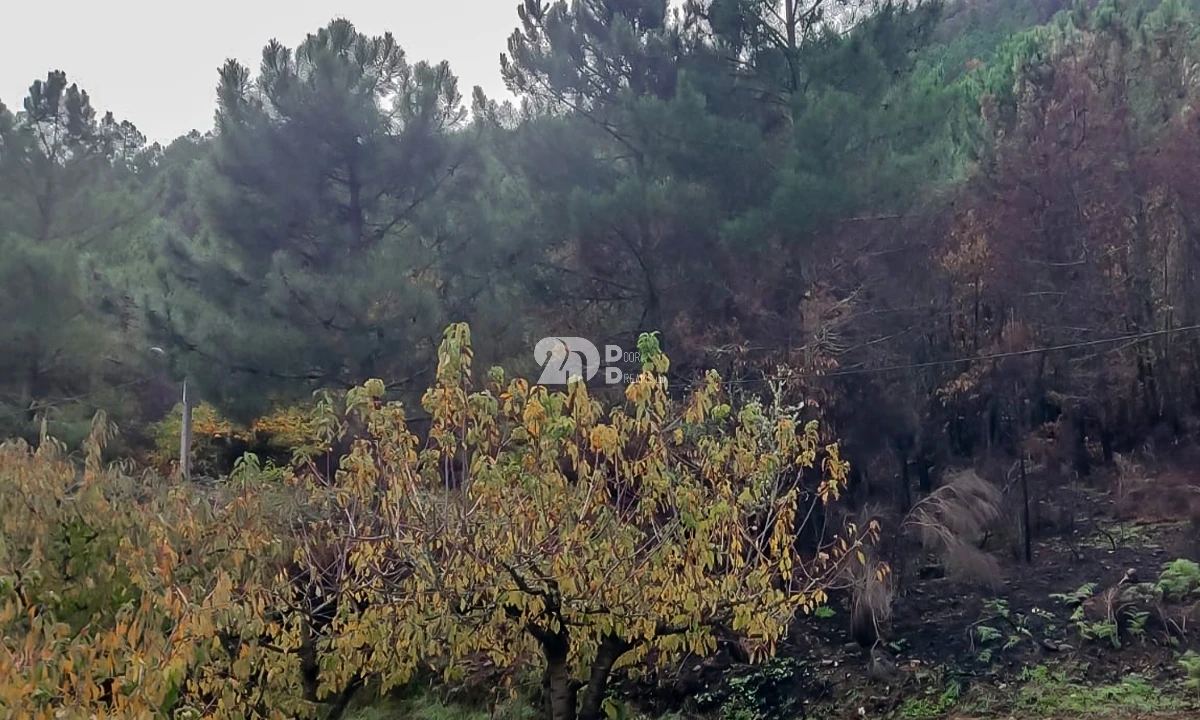 Terreno para Venda em Távora e Pereiro Foto 11